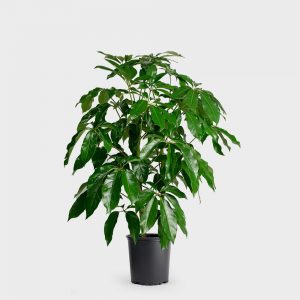 Schefflera Amate