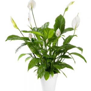 Spathiphyllum Benito