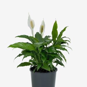 Spathiphyllum Chico