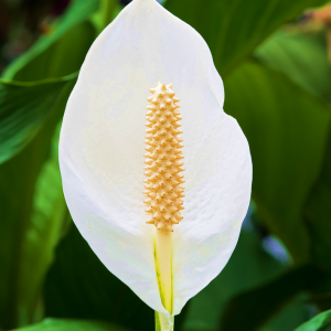 Spathiphyllum Jet Junior