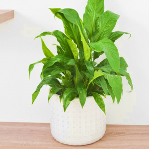 Spathiphyllum Pablo