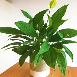 Spathiphyllum Sebastiano