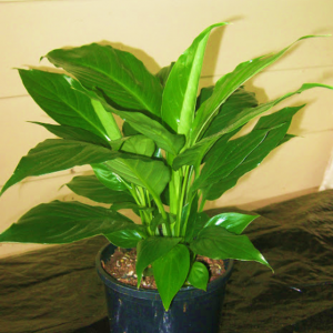 Spathiphyllum Stephanie