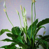 Spathiphyllum Sweet Romano
