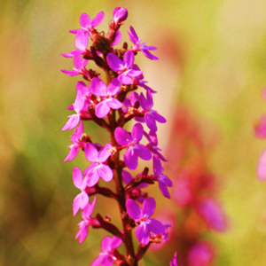 Stylidium Dino Grass Pinkasaurus