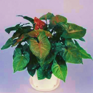 Syngonium Maria