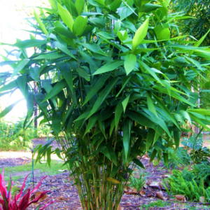 Thysanolaena Tiger Grass