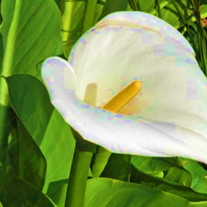 Zantedeschia Aethiopica