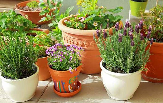 Adaptations by Plants to Grow in Container