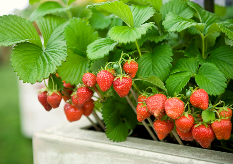 Advantages of Growing Fruits in Container