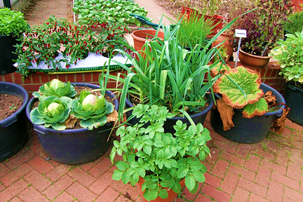 Benefits of Growing Vegetables in Containers