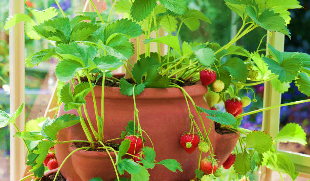 Best Containers to Grow Fruits