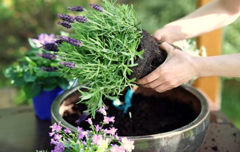 Container Gardening is Easier than Traditional Gardening