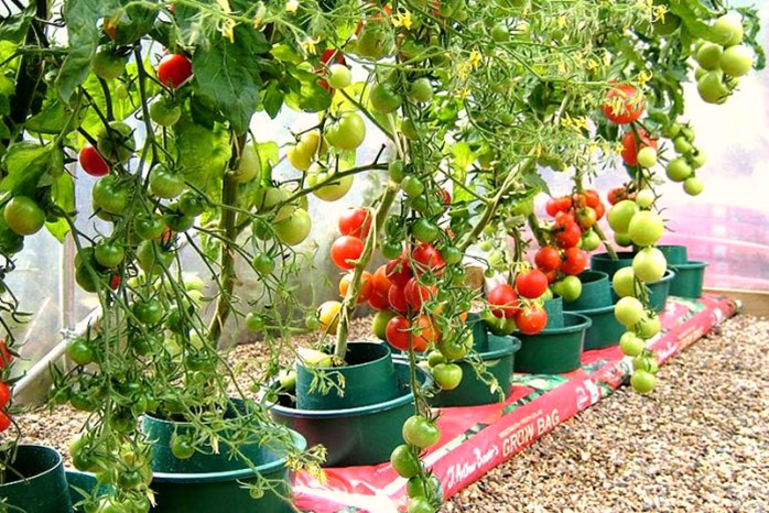 Container-friendly Varieties of Fruits