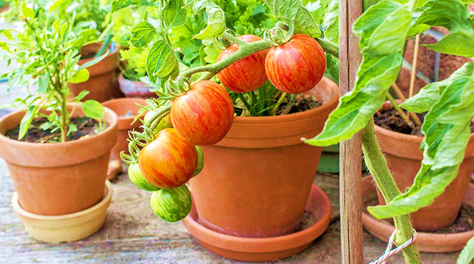Container-friendly Varieties of Vegetable Plants