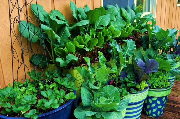Cool-season Vegetables for Container Gardening