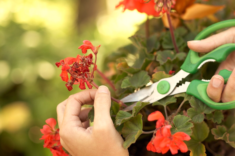 Deadheading the Plants in Container Gardening