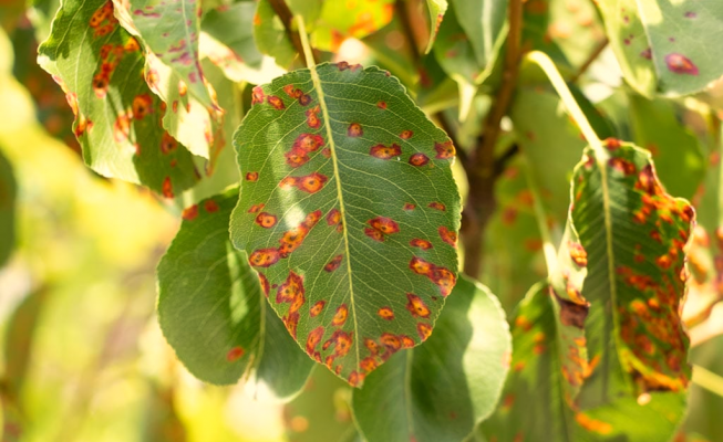 Diseases Affecting the Plants in Container Gardens - My Plant Warehouse ...