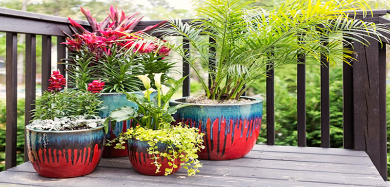 Growing Heat-lover Plants In Containers