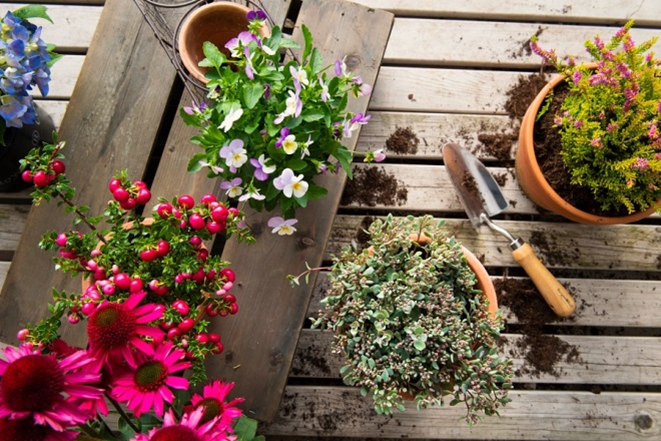 Tips to Grow Annual Plants in Pots