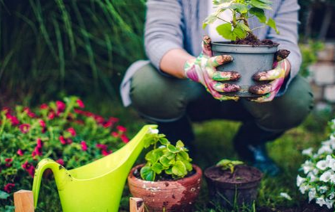 Management of Permanent Container Gardening