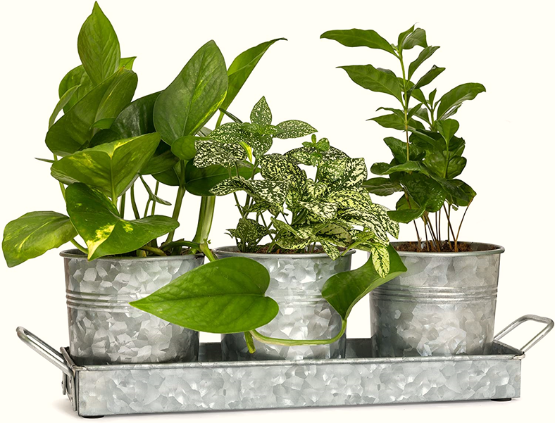 Metal Containers for Container Gardening