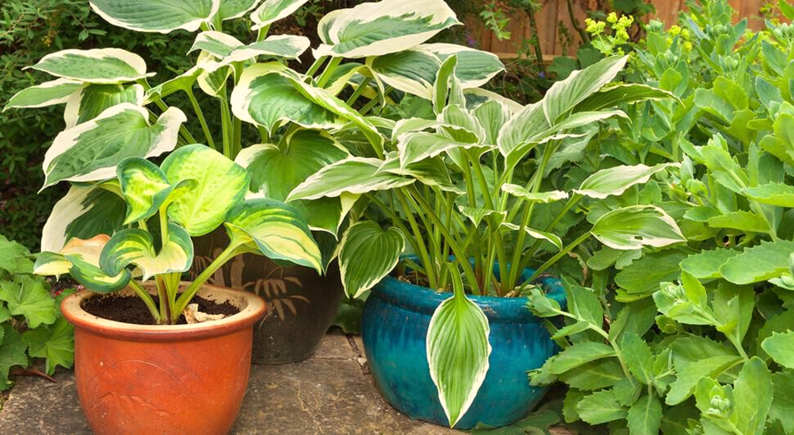 Permanent Plants for Container Gardening