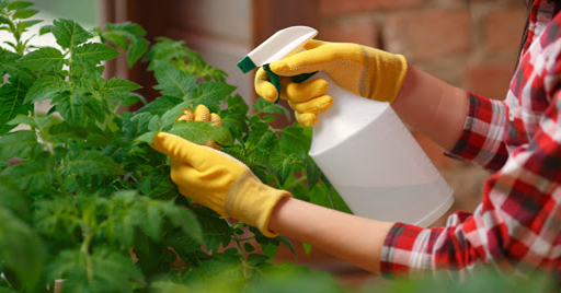 Prevention of Container Plants from Pests