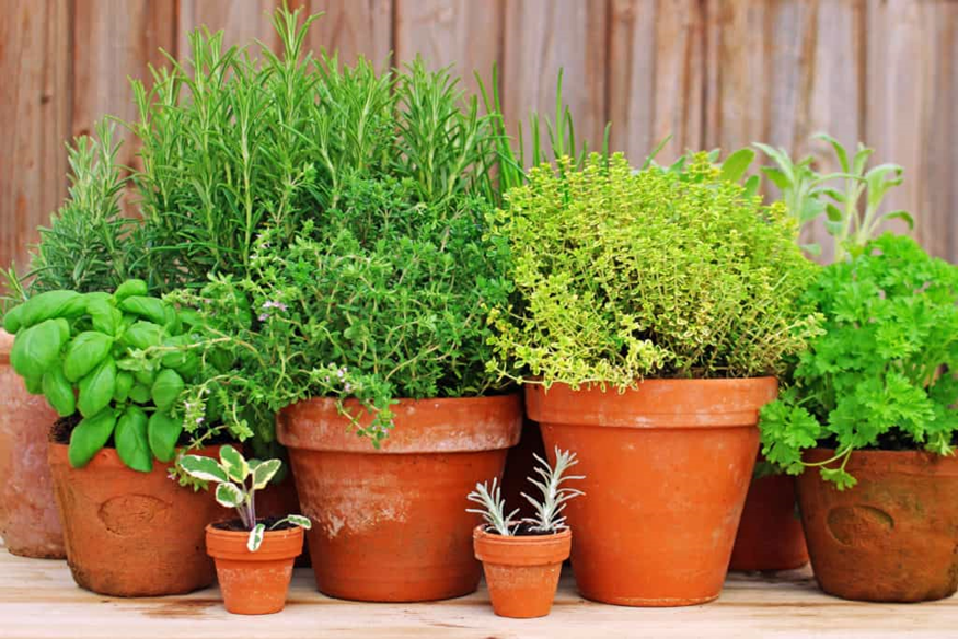 Role of Pot Size in Container Gardening