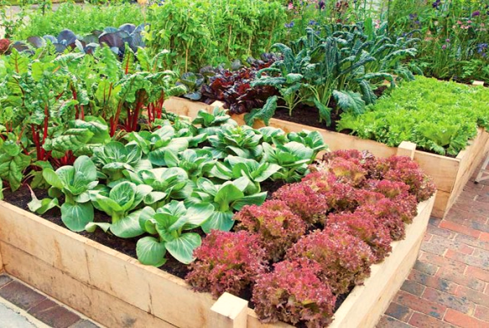 Tips For Improved Productivity by Container Gardening