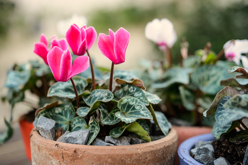 Tips to Grow Cool-season Plants in Pots