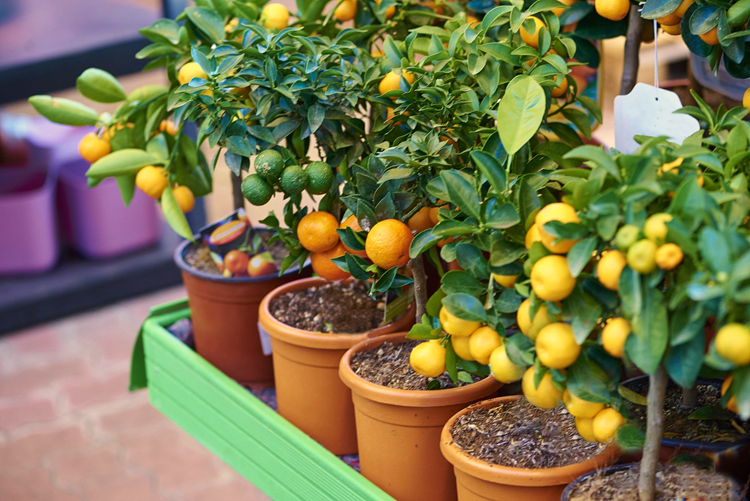 Tips to Grow Fruits in Containers