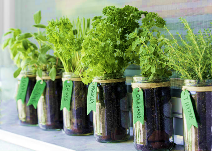 Tips to Grow Herbs in Containers