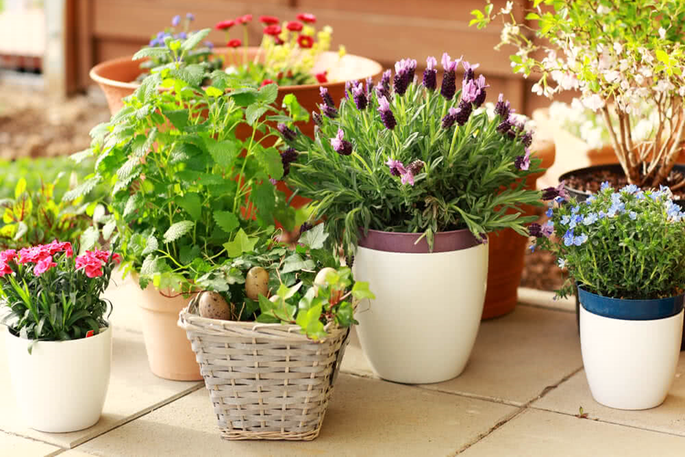 Types of Containers Used for Container Gardening