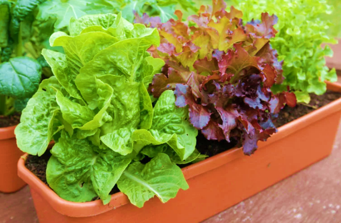 Warm-season Vegetables for Container Gardening