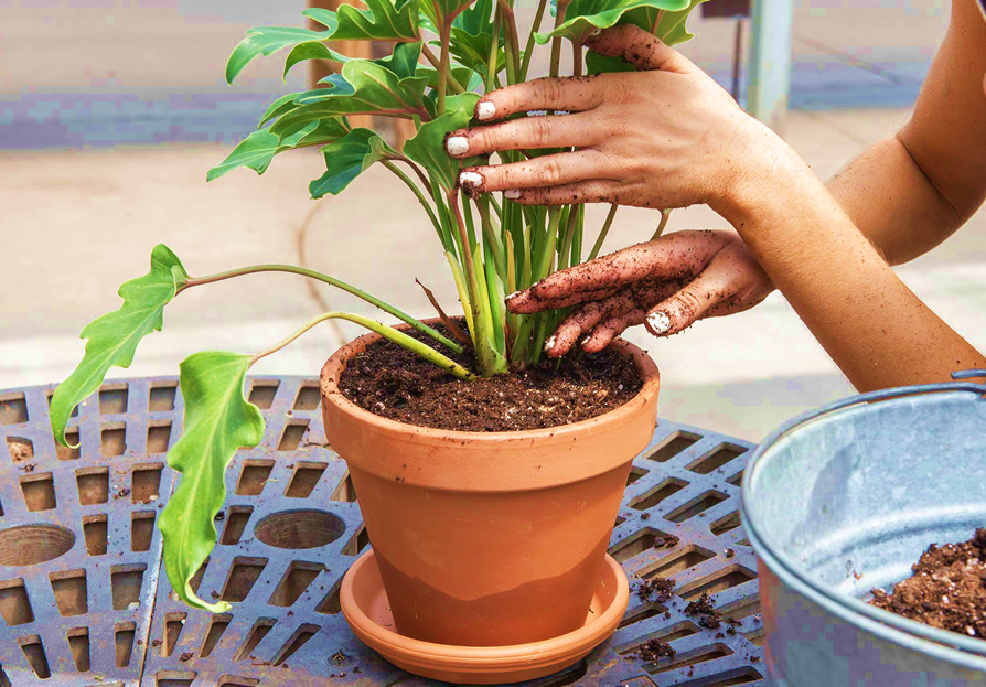 Ways to Protect Permanent Plants In Containers