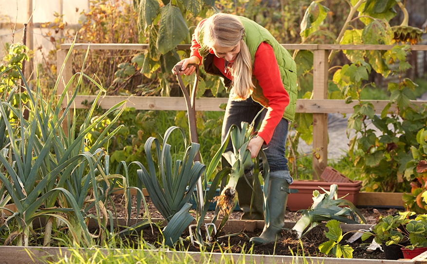 Benefits of Allotment Gardening