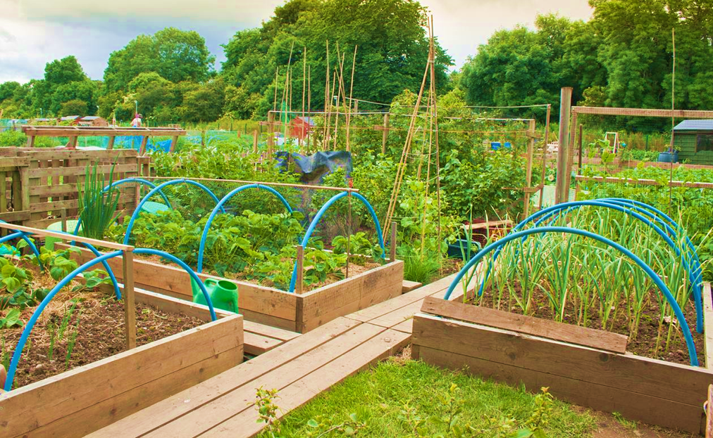 Benefits of Building Raised Beds on Allotment