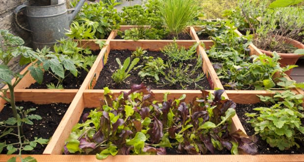 Best Herbs to Grow in Allotment Gardens