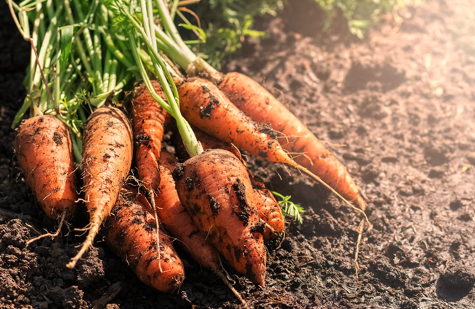 Best Varieties of Carrots for Allotment Garden