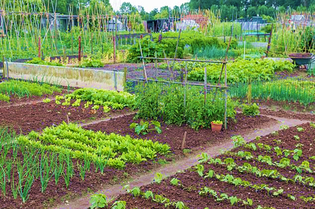 Choosing the Best Plot for Allotment Gardening