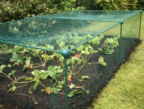 Methods to Protect Allotment from Pests