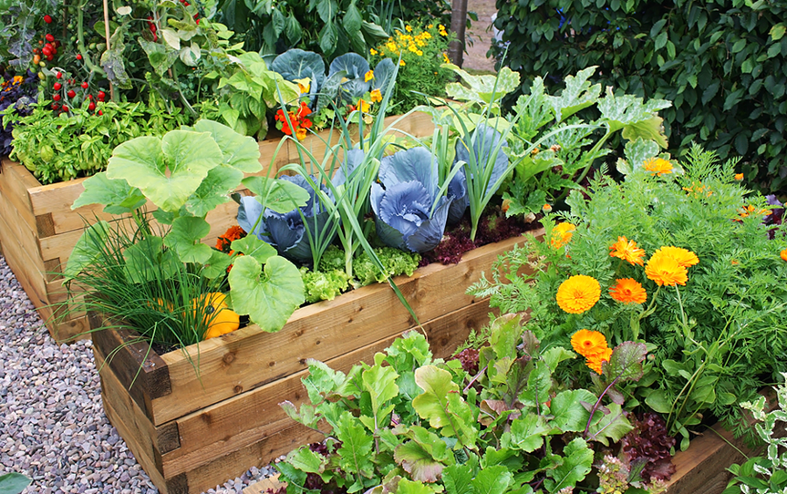 Plants for Pest Control In Allotment
