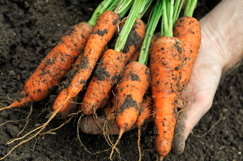 Tips for Cultivating Carrots in Allotment