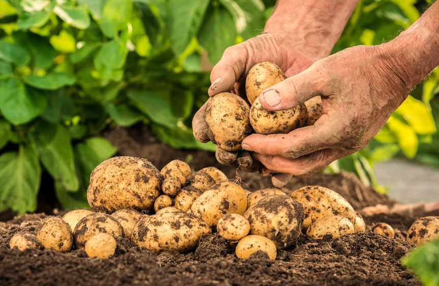 Tips for Cultivating Potatoes in Allotment