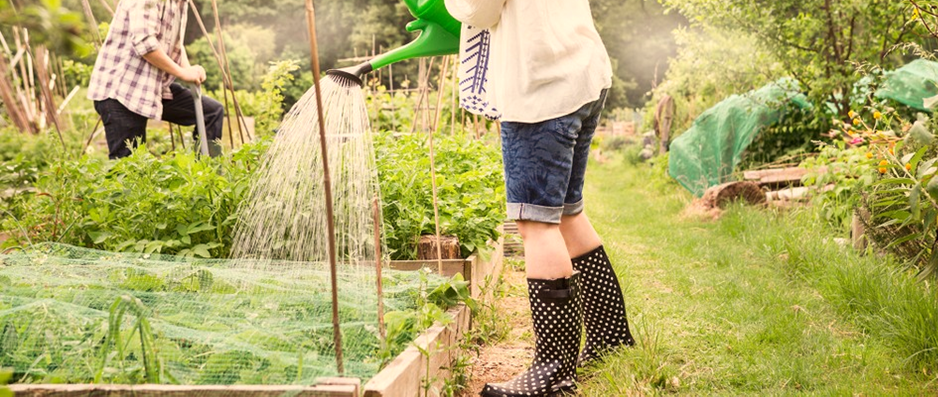 Tips for Taking Care of Allotment Garden