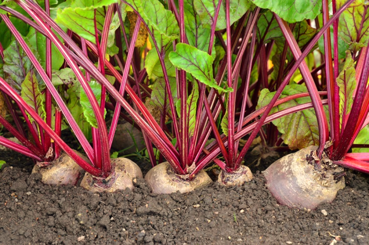 Tips to grow Beetroot in Allotment