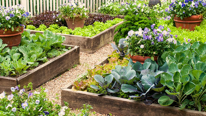 Best Vegetables to Grow in Raised Garden Beds