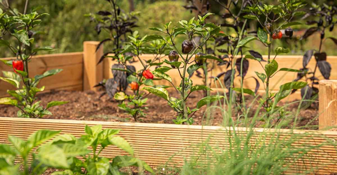 Containerized Raised Garden Beds for Gardening