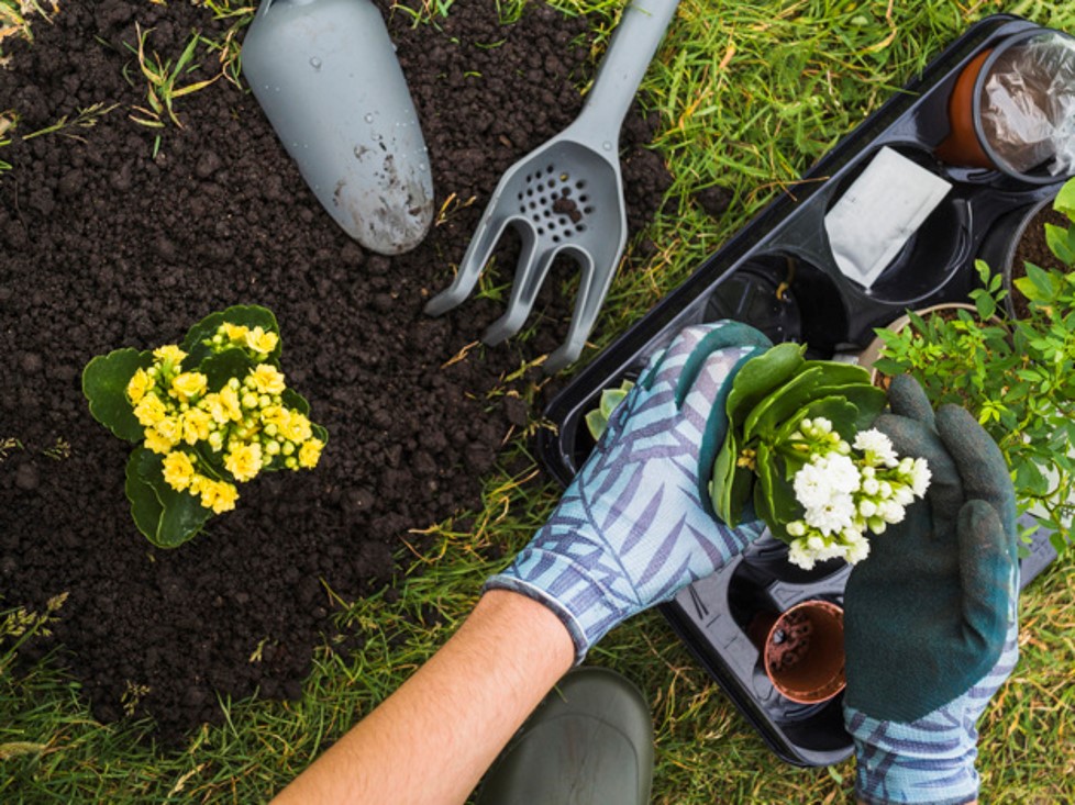Tips To Start Your Organic Garden